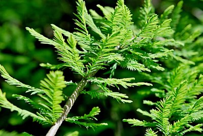 Taxodium distichum 'Cascade Falls' - tisovec dvouřadý - jarní větévka s listy (jehlicemi)